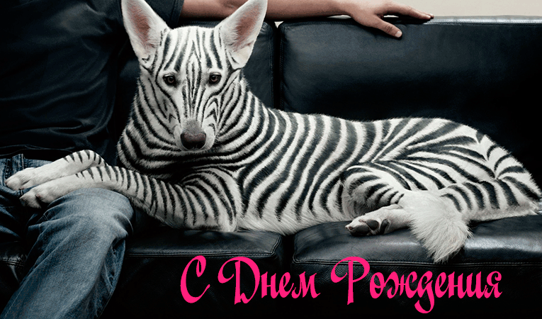 Поздравления с Днем Рождения Зятю Поздравления с Днем Рождения Зятю