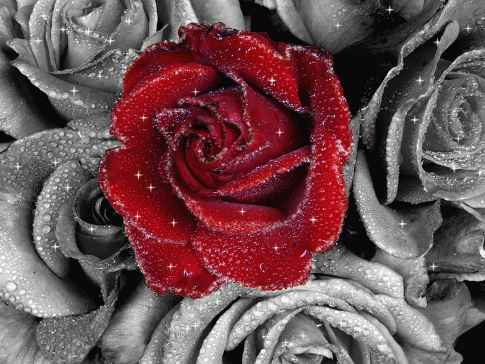 Привітання з Днем Народження Племінниці