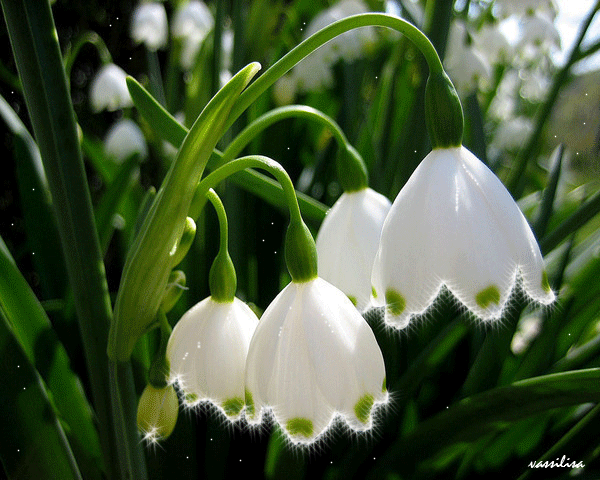 Привітання з Днем Народження Внучці