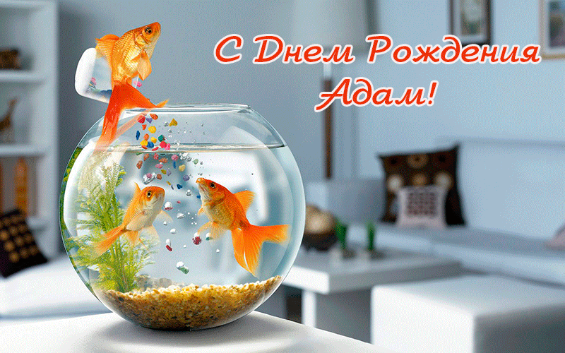 Поздравления Адаму