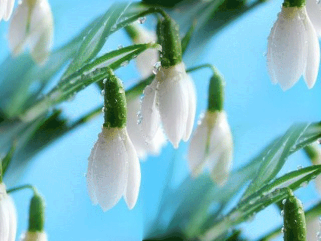 Поздравления Евдокие