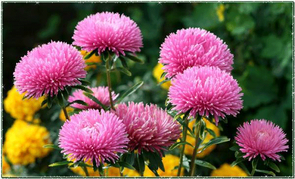 Поздравления Фекле