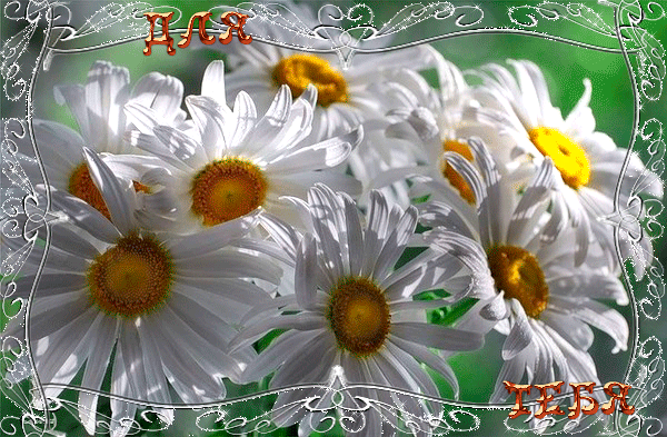 Поздравления Клеопатре