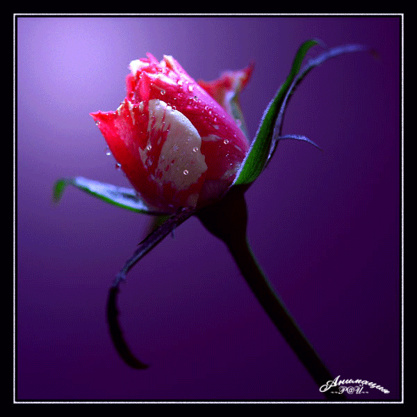 Поздравления Лидии