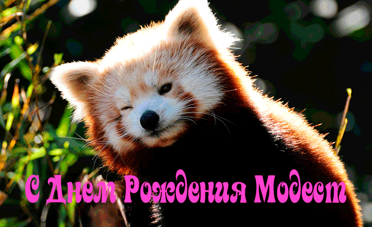 Поздравления Модесту