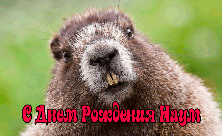 Поздравления Науму