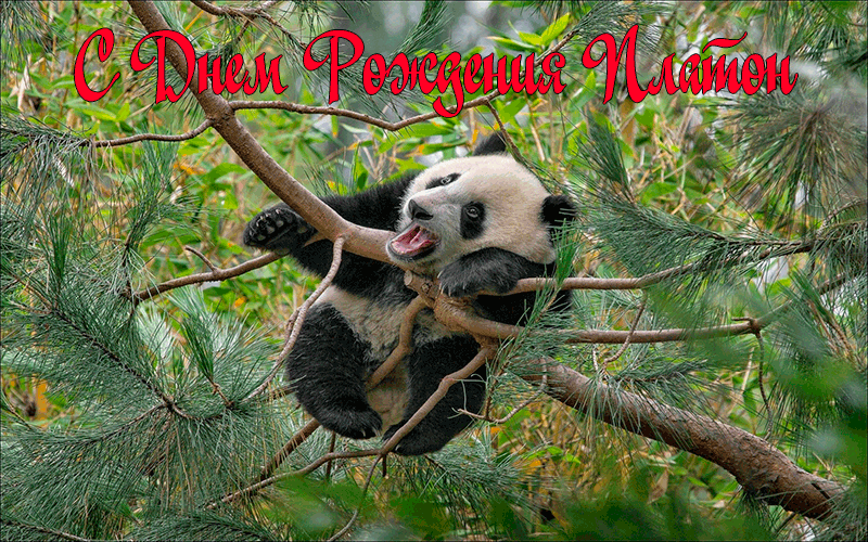 Поздравления Платону