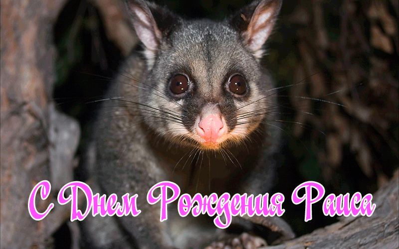 Поздравления Раисе