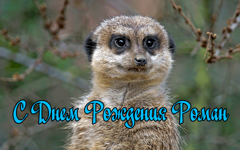 Поздравления Роману