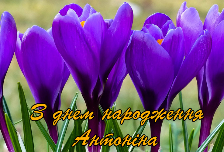 Привітання Антоніні