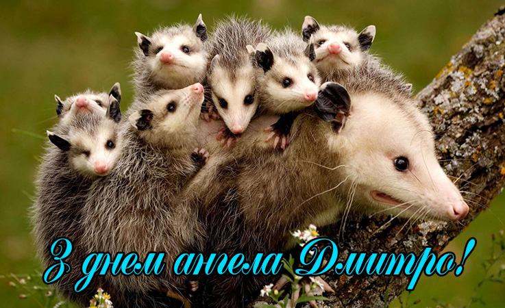 Привітання Дмитру