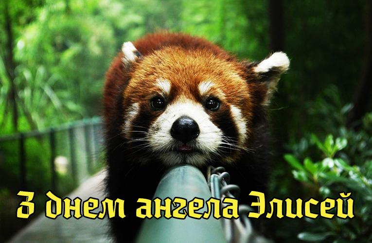 Привітання Єлисею