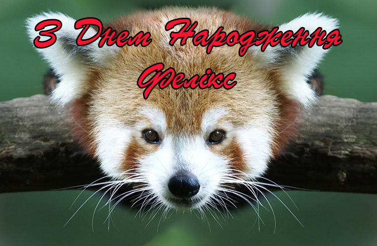 Привітання Феліксу