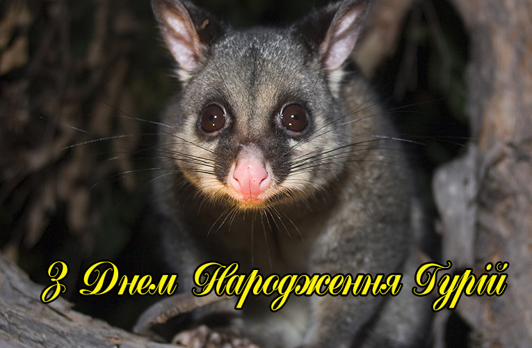 Привітання Гурію