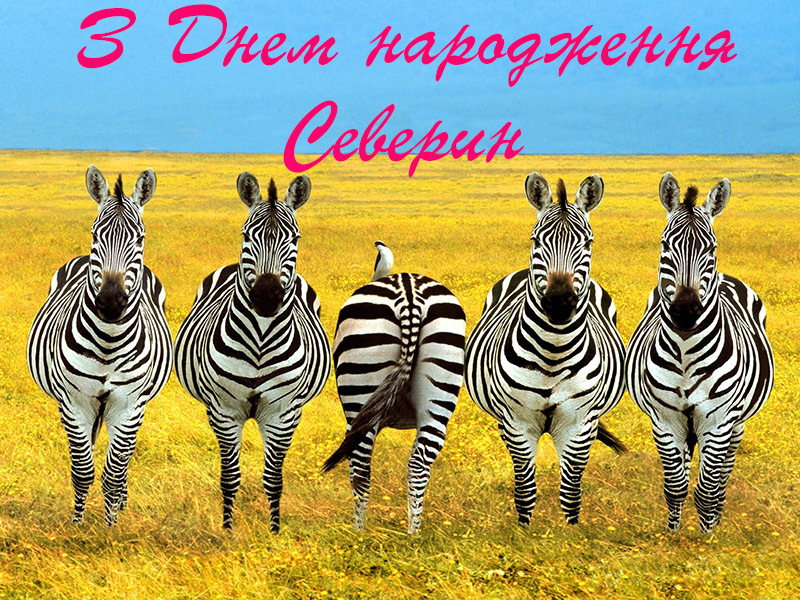 Привітання Северину