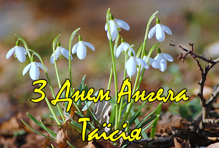 Привітання Таїсії