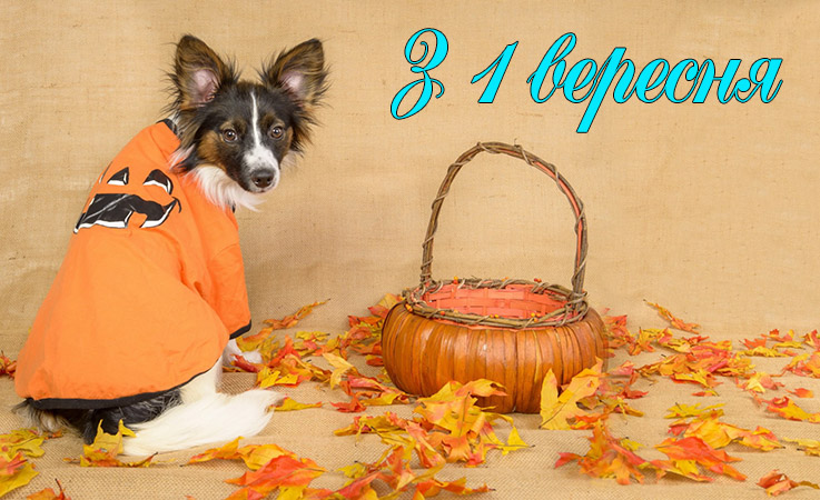 1 вересня день знань