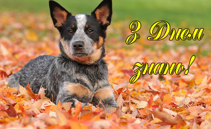 Поздоровлення з днем знань 1 вересня