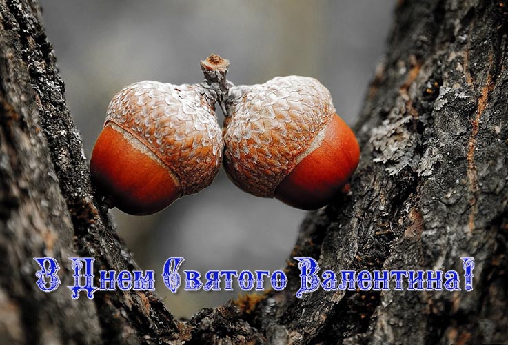 Картинки з 14 лютого