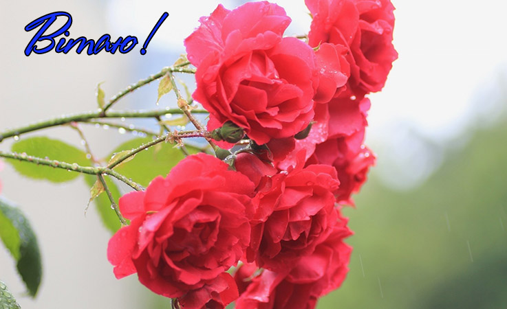 Жартівливі привітання з днем народження