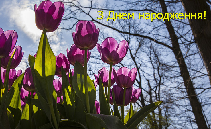 Привітання з днем народження у віршах