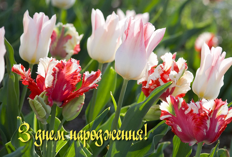 Смс повідомлення з днем народження