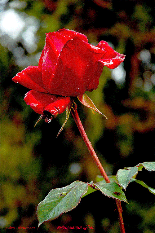 Поздравления с Днем Аэрофлота