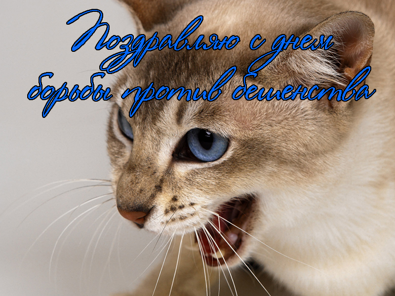 Поздравления с Днем Борьбы против Бешенства