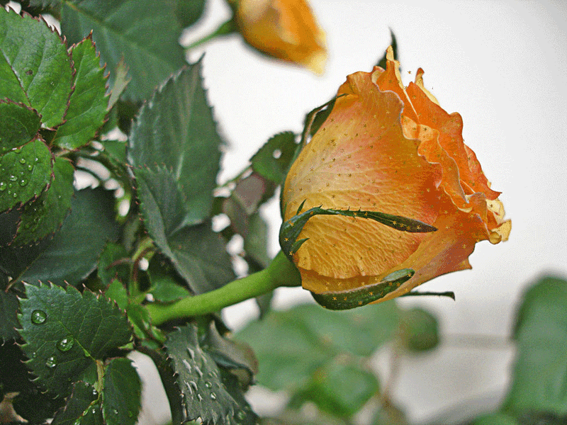 Поздравления с Днем Кадрового Работника