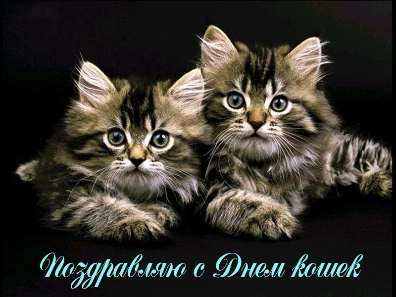 Поздравления с Днем Кошек в России