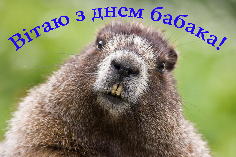 Привітання з Днем Бабака